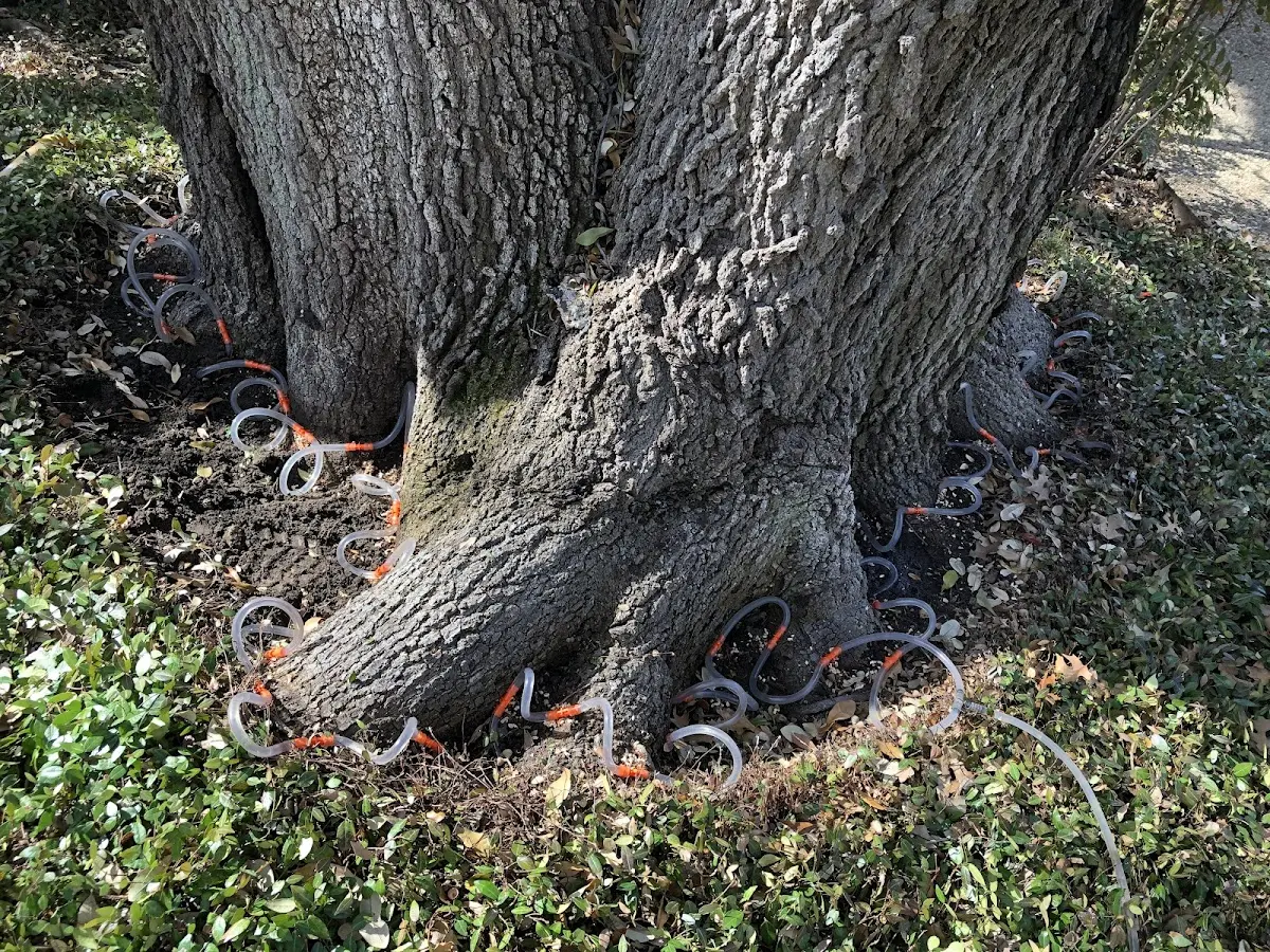 Detailed Tree Cabling and Bracing job site in Mill Spring